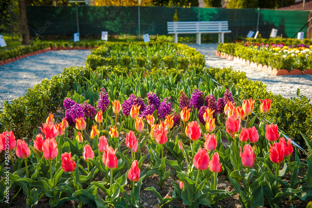 Blumenbeet mit Tulpen und Hyazinthen in Parkanlage