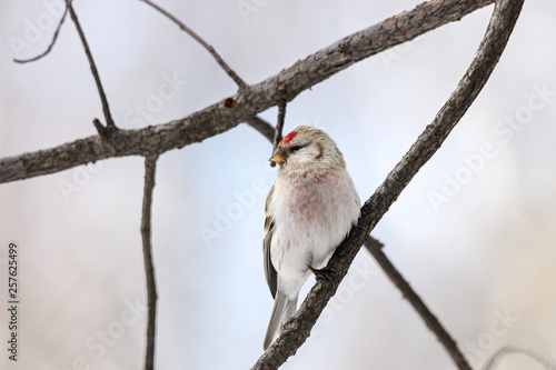 Arctic Redpoll, Carduelis hornemanni, sitting on branch of tree. Cute little northern songbird with red cap. Bird in wildlife. photo