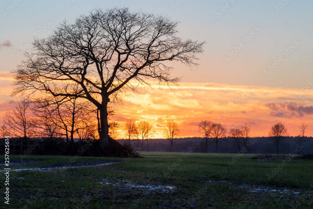 Sunset with freestanding tree in February, Lüneburg Heath, Northern Germany. Sunset with freestanding tree in February, Lüneburg Heath, Northern Germany.