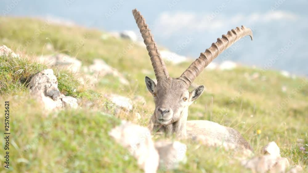 Closeup of a male ibex chewing and resting in a mountain meadow Closeup of a male ibex chewing and resting in a mountain meadow