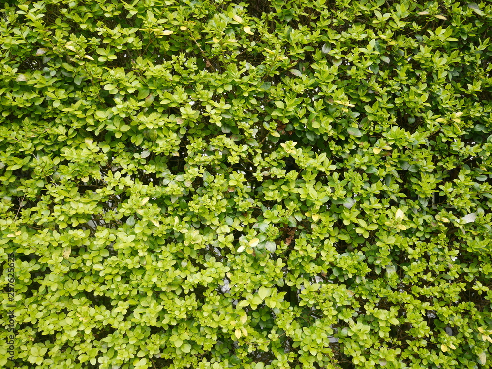 green ivy on the wall