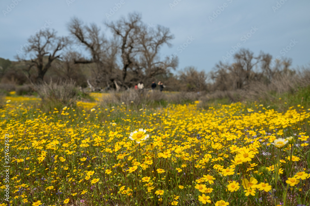 Field of yellow wildflowers. California Super Bloom season Field of yellow wildflowers. California Super Bloom season