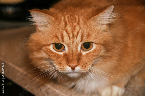 Close up portrait of cute long-haired red siberian cat with impressive look. Animal in our home. Indoors  copy space  blurred background  selective focus.