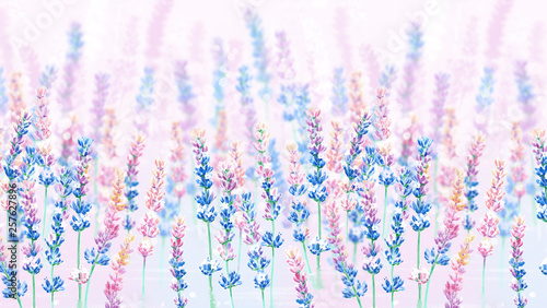 colorful lavender
