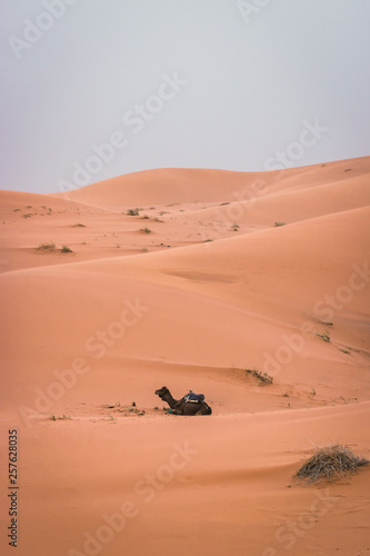 Beautiful excursion in the Sahara Desert, Merzouga, Morocco. Camel ride and a night in the desert
