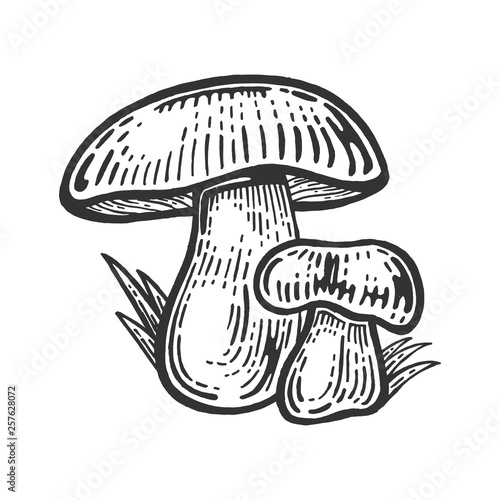 Porcini white edible sketch mushroom engraving vector illustration. Scratch board style imitation. Black and white hand drawn image.