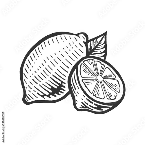 lemon citrus fruit sketch engraving vector illustration. Scratch board style imitation. Black and white hand drawn image.
