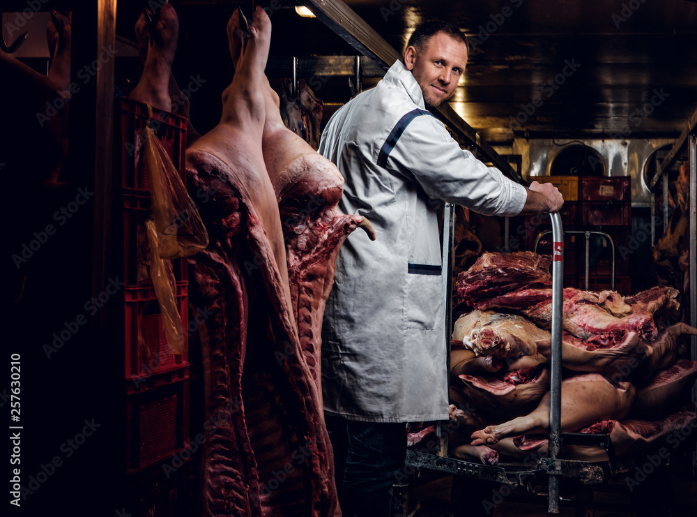 The butcher in workwear working in a refrigerated warehouse in the midst of meat carcasses The butcher in workwear working in a refrigerated warehouse in the midst of meat carcasses