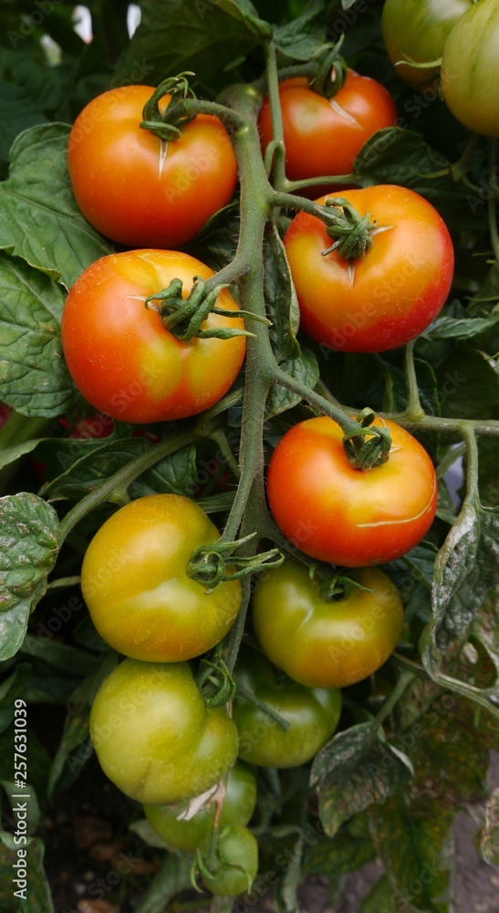 Tomatoes Growing on The Vine