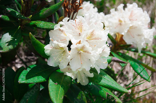 Photos Blooming rhododendron Caucasian