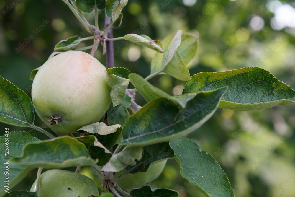 Green apple on the tree in summer day. Green apple on the tree in summer day.