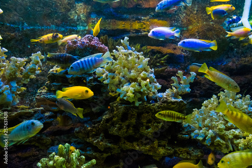 Fototapeta Naklejka Na Ścianę i Meble -  Golden carp fish swim in fresh water in the aquarium.