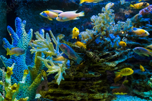 Golden carp fish swim in fresh water in the aquarium.