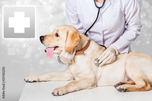 Young female vet with dog on light blurred background