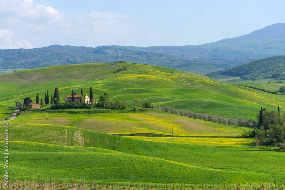 Beautiful farmland rural landscape, cypress trees and colorful spring flowers in Tuscany, Italy. Typical rural house. Beautiful farmland rural landscape, cypress trees and colorful spring flowers in Tuscany, Italy. Typical rural house.
