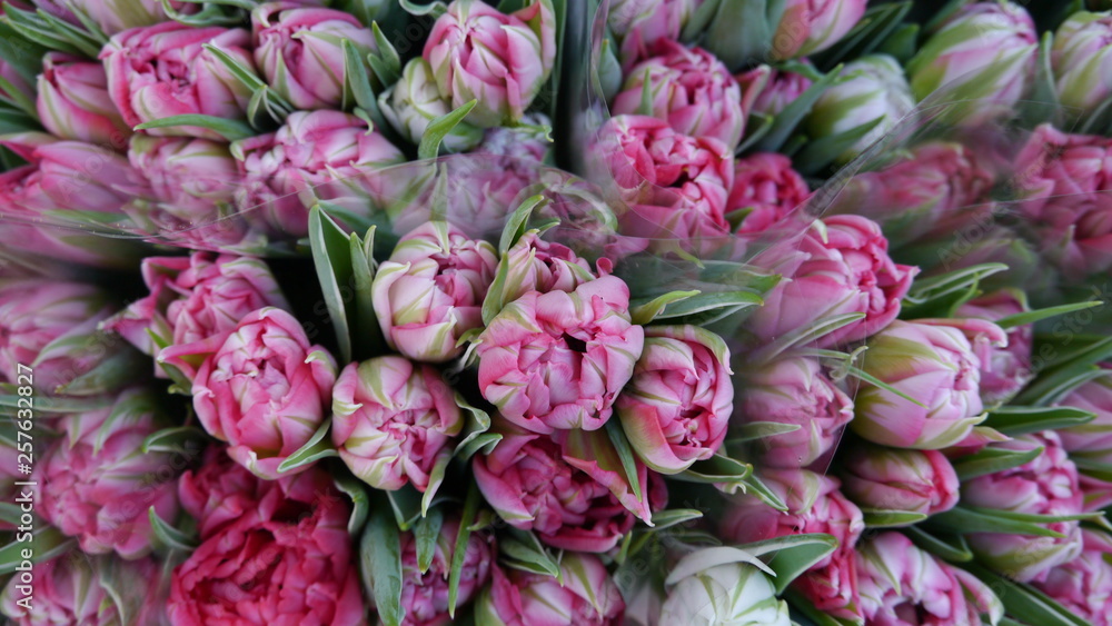 Pink White Flowering Tulip Tulipa Flowers Pink White Flowering Tulip Tulipa Flowers