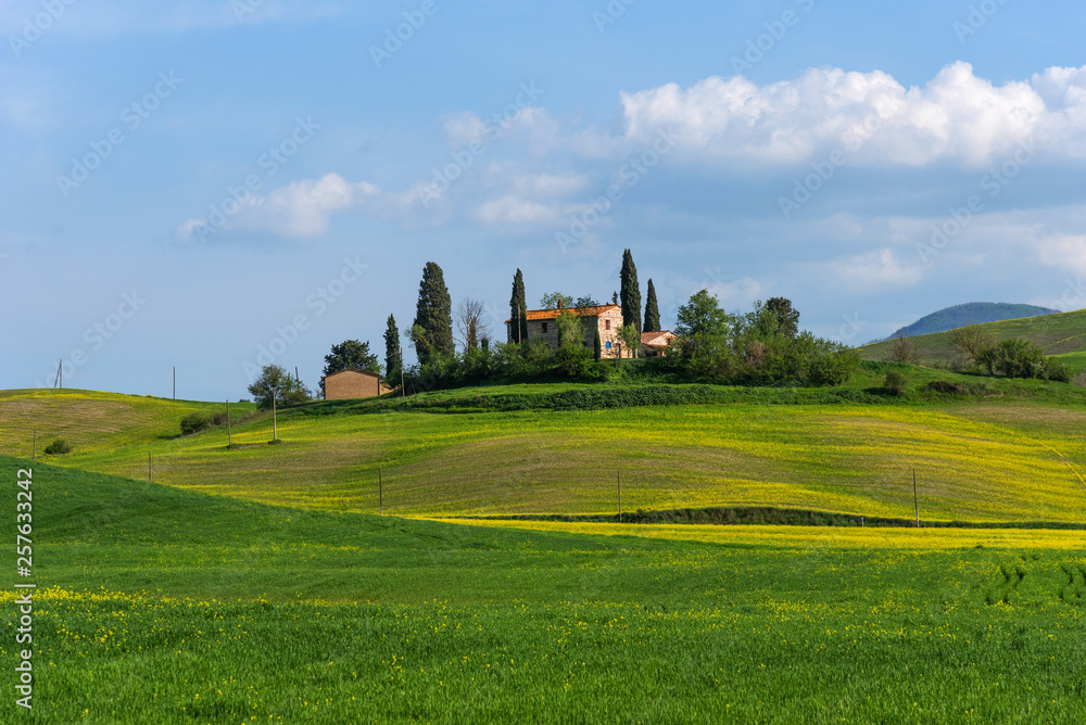 Beautiful farmland rural landscape, cypress trees and colorful spring flowers in Tuscany, Italy. Typical rural house.