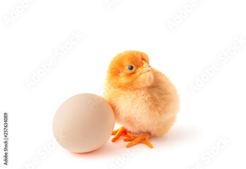 Cute little newborn chicken and egg.