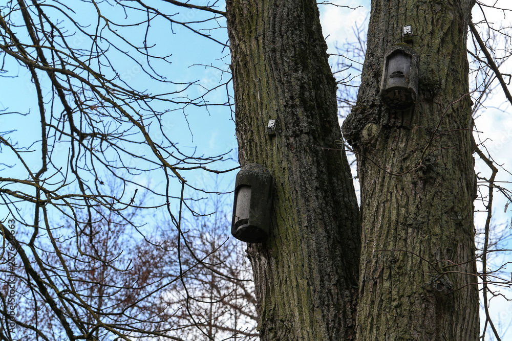 Several old birdhouses hanging in the trees Several old birdhouses hanging in the trees