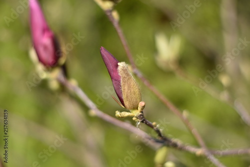 Magnolienknospen (Magnolia)