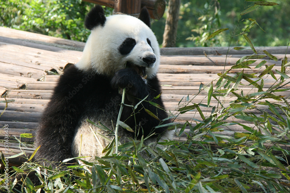 Fototapeta premium Panda