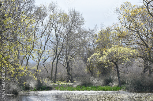 Swamp forest. Marsh vegetation. Reservation. Landscapes of Bursa / Turkey photo