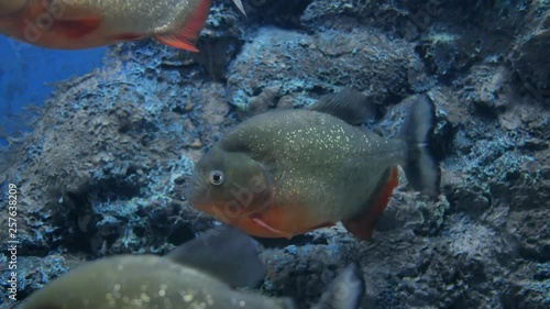 Red piranha in aquarium.