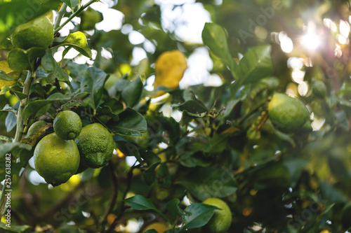 lemon tree 