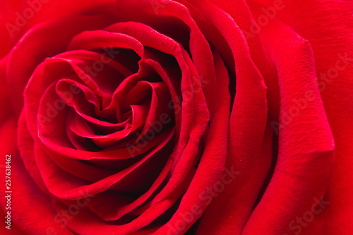 A close up macro shot of a red rose