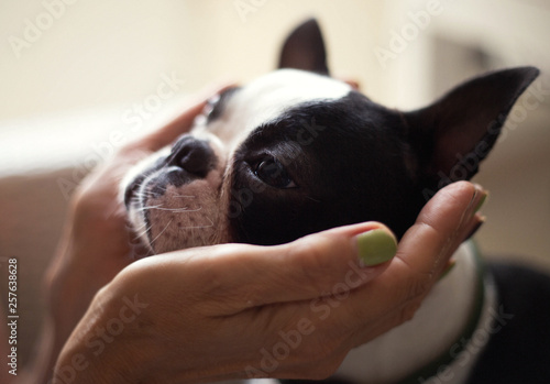 Photography Cropped image of beautiful woman hands with boston terrier indoors