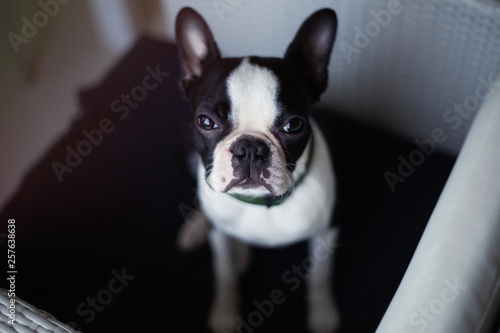 Boston terrier Dog with lovely faces and big brown eyes lying on the sofa. Indoor portrait © ClaudiK
