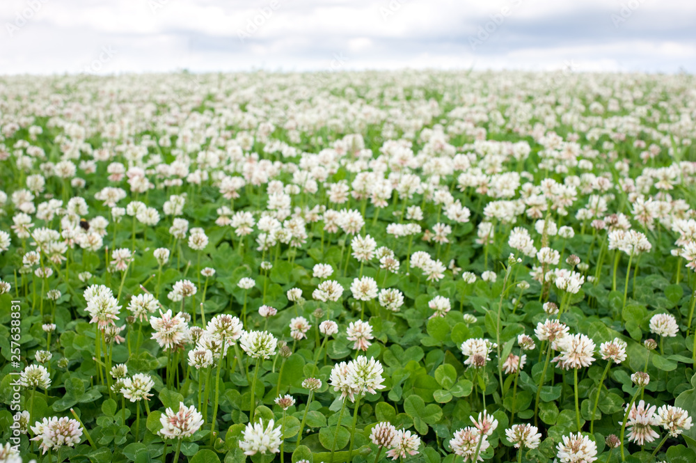 White clover (Trifolium repens) flowers in the field. Focus on foreground. White clover (Trifolium repens) flowers in the field. Focus on foreground.