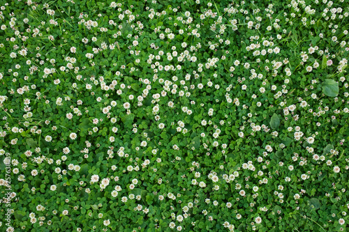 White clover (Trifolium repens) flowers in the field. photo