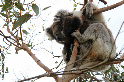 Photography Koala