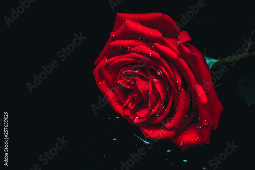 Fototapeta Naklejka Na Ścianę i Meble -  red rose on dark background