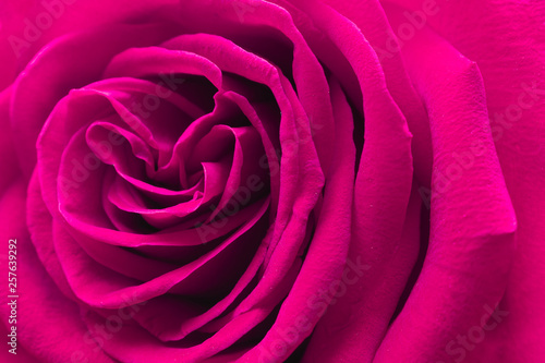 A close up macro shot of a pink rose