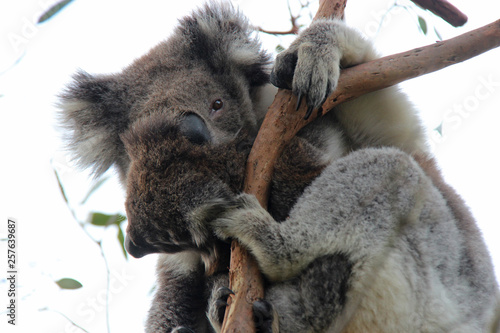 Koala 