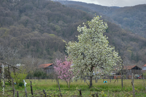 Trees blooming in a village photo