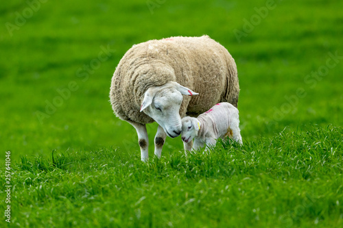 Lambing time, Texel Ewe with newborn lamb. A tender moment depicting a mother's love for her newborn baby.  Horizontal, landscape, space for copy photo