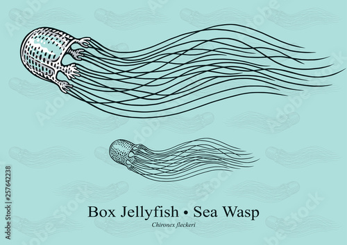 Box Jellyfish, Sea Wasp. Vector illustration with refined details and optimized stroke that allows the image to be used in small sizes (in packaging design, decoration, educational graphics, etc.)