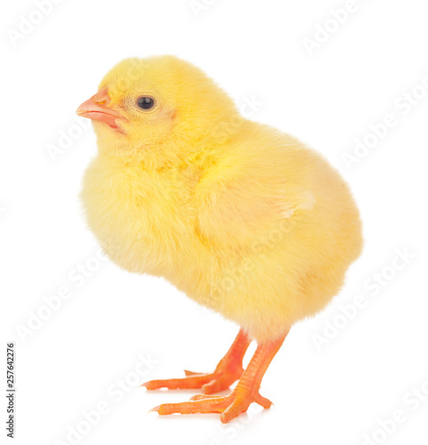 Small yellow chicken isolated on a white background.