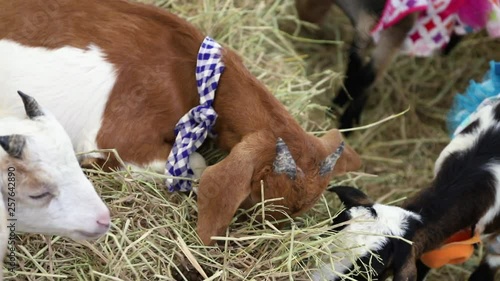 Close up of little goat in farm.