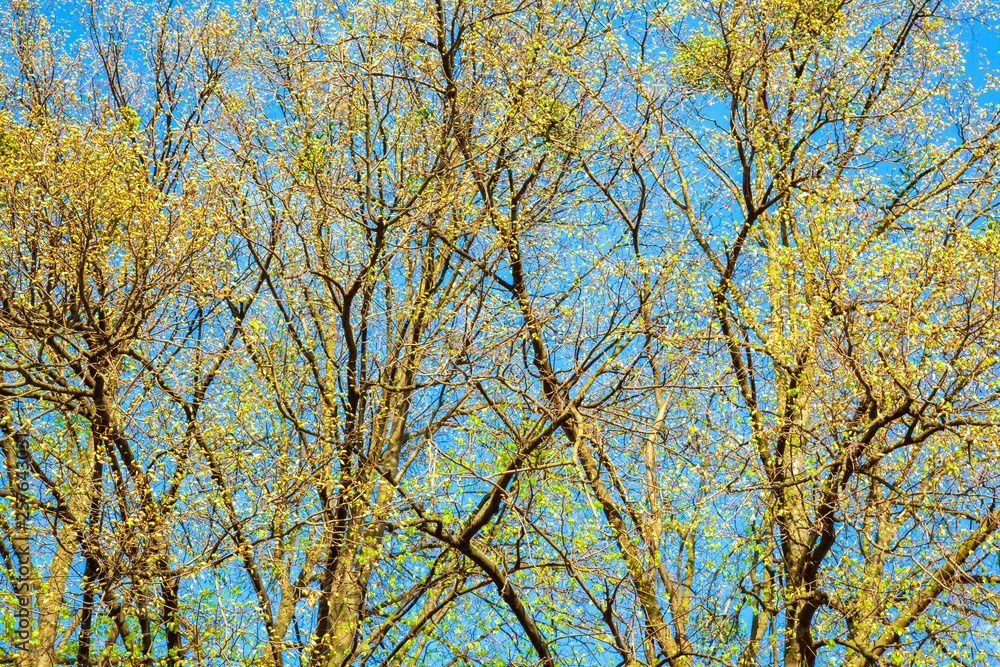 Blossoming linden tree branches in sunny weather day in park. Lime tree branches with flowering buds in spring time. Colorful background of close-up of tree leaves. Blossoming linden tree branches in sunny weather day in park. Lime tree branches with flowering buds in spring time. Colorful background of close-up of tree leaves.