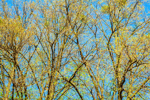 Blossoming linden tree branches in sunny weather day in park. Lime tree branches with flowering buds in spring time. Colorful background of close-up of tree leaves.