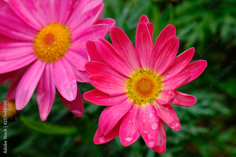 flower garden flower garden