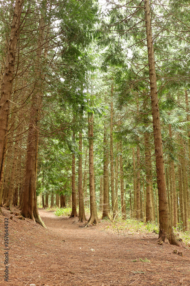 Tall Green Pine Trees along a Path in a Forest Tall Green Pine Trees along a Path in a Forest