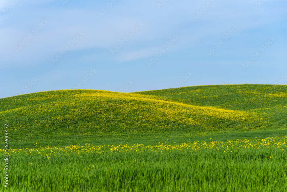 Fototapeta premium Beautiful farmland rural landscape, colorful spring flowers in Tuscany, Italy.