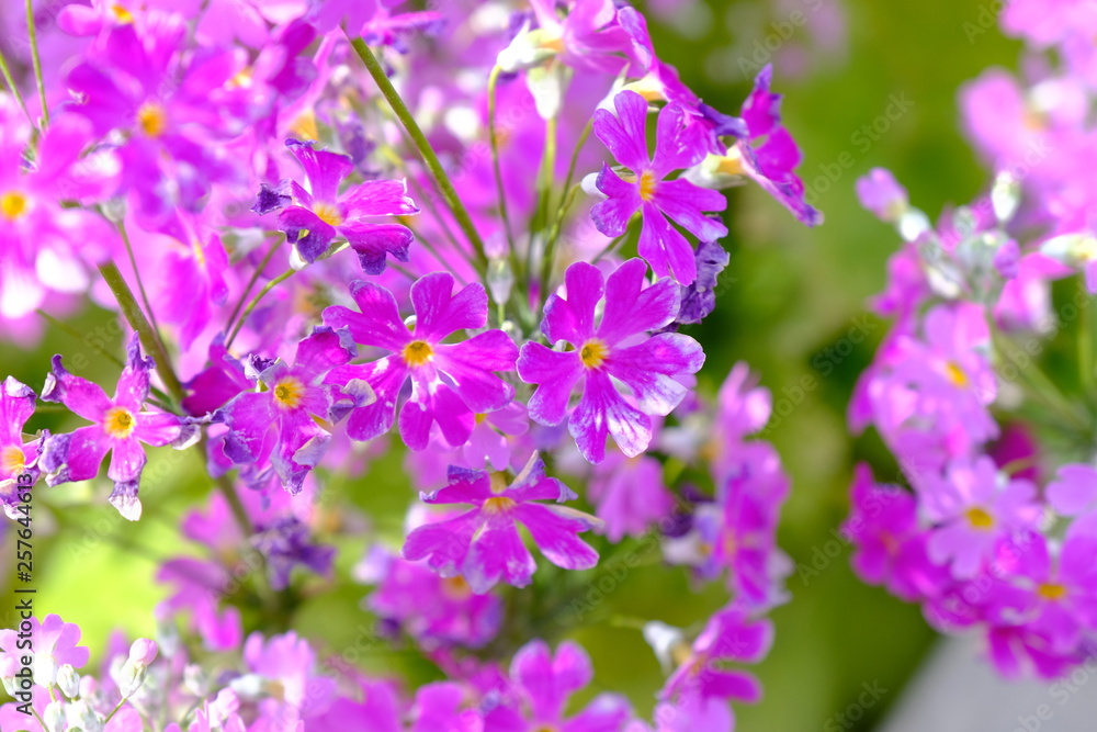 primrose flower closeup