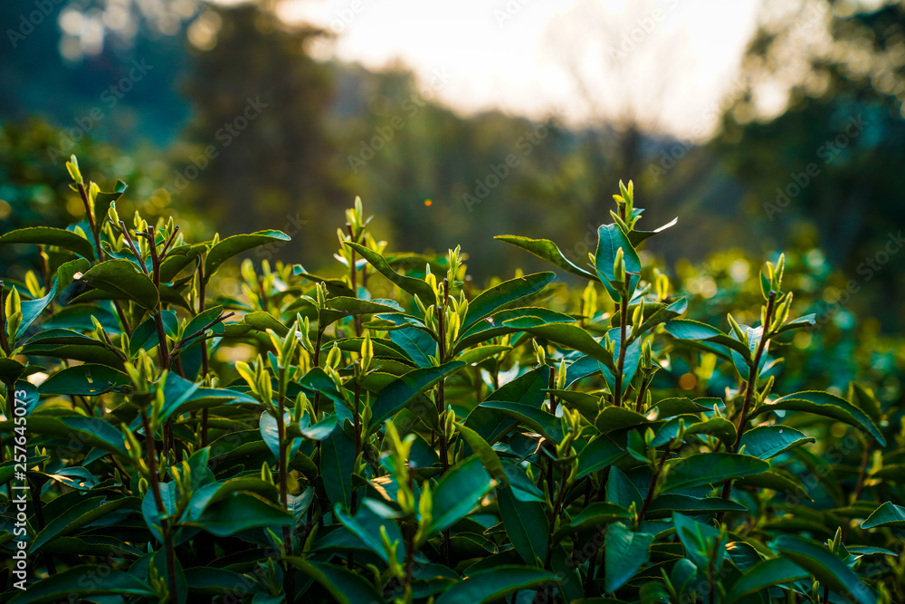 Obraz premium tea mountain