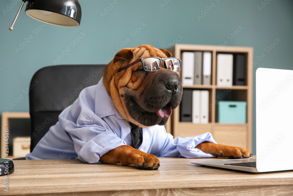 Cute funny dog dressed as businessman in office - obrazy, fototapety, plakaty 